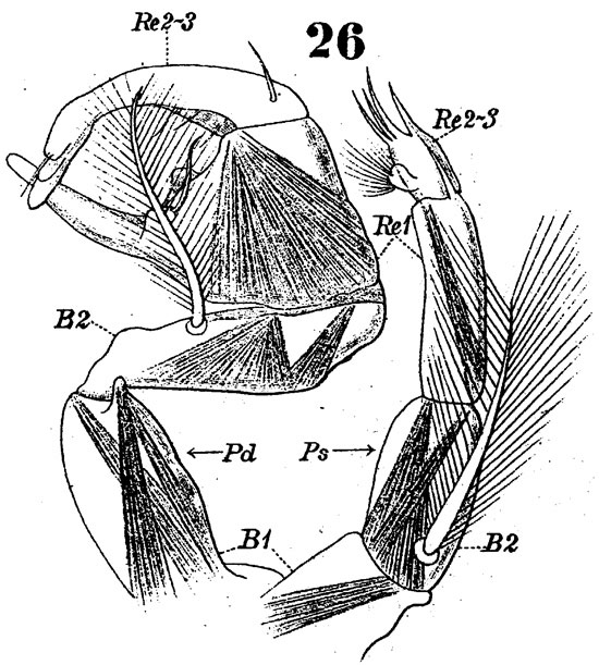 Espèce Pontellina plumata - Planche 16 de figures morphologiques