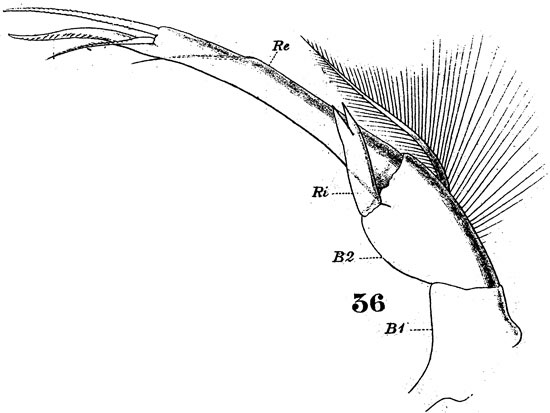Espèce Pontellina plumata - Planche 12 de figures morphologiques
