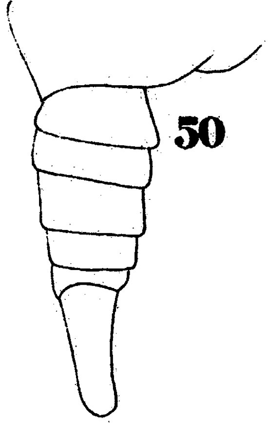 Espèce Pontellina plumata - Planche 17 de figures morphologiques