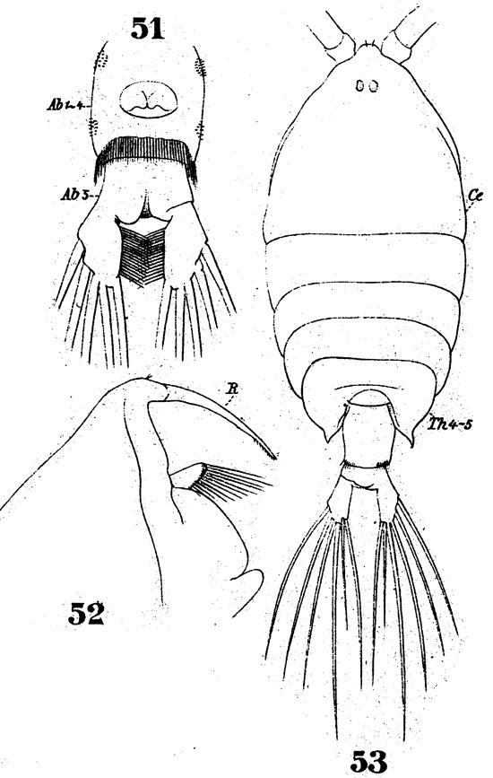 Espèce Pontellina plumata - Planche 8 de figures morphologiques