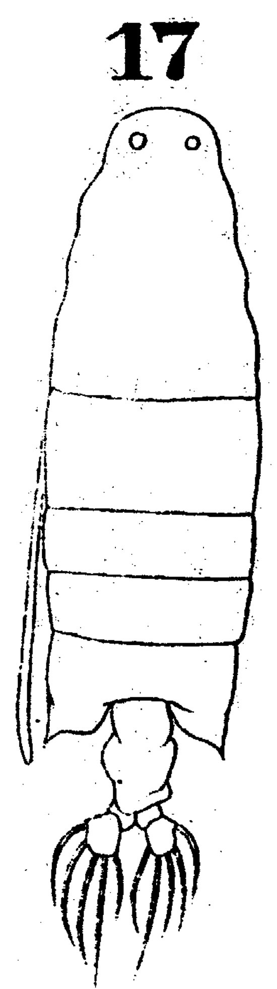 Espèce Labidocera orsinii - Planche 1 de figures morphologiques