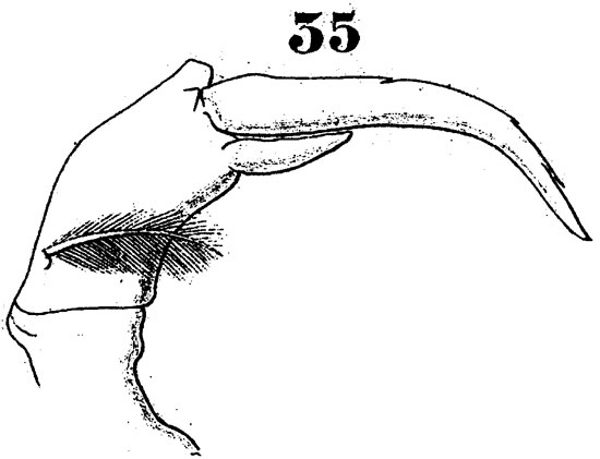 Espèce Labidocera orsinii - Planche 3 de figures morphologiques