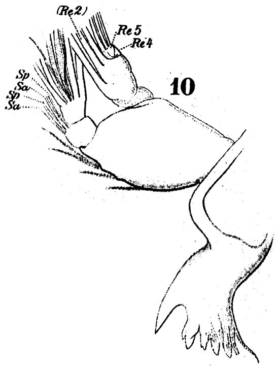 Espèce Anomalocera patersoni - Planche 6 de figures morphologiques