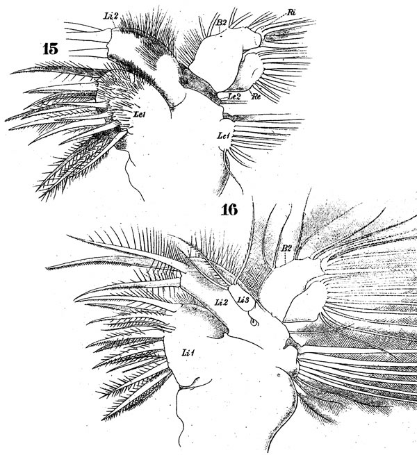 Species Anomalocera patersoni - Plate 17 of morphological figures