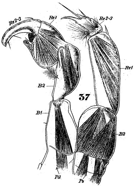 Espèce Anomalocera patersoni - Planche 5 de figures morphologiques