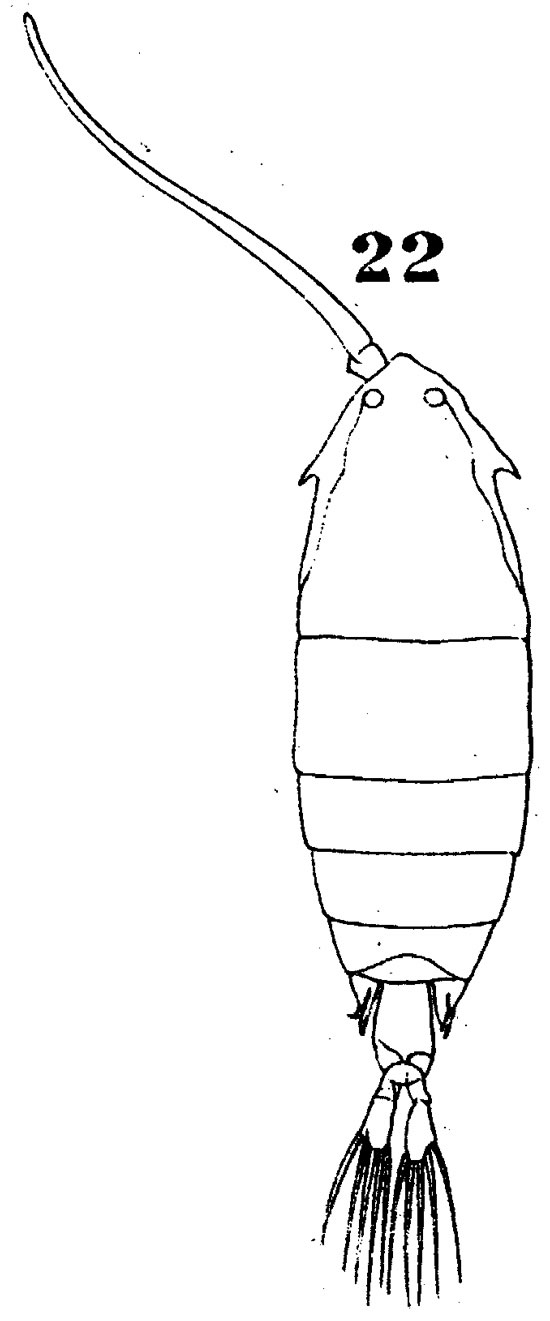 Species Pontella chierchiae - Plate 4 of morphological figures