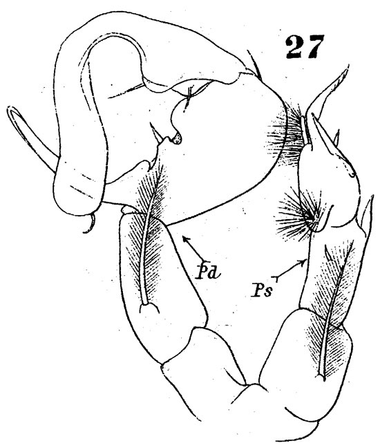 Species Pontella chierchiae - Plate 9 of morphological figures