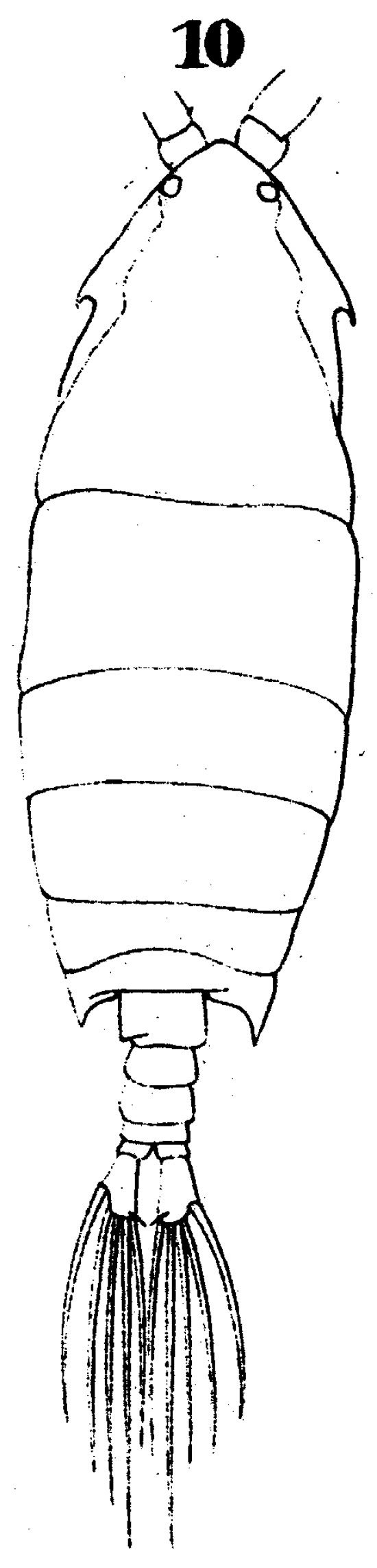 Species Pontella lobiancoi - Plate 5 of morphological figures
