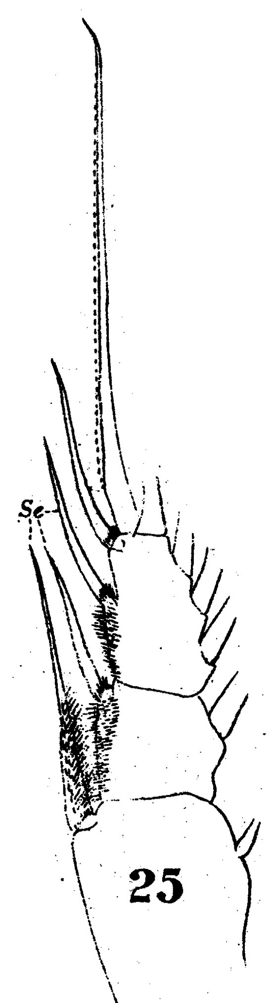 Espce Haloptilus chierchiae - Planche 7 de figures morphologiques
