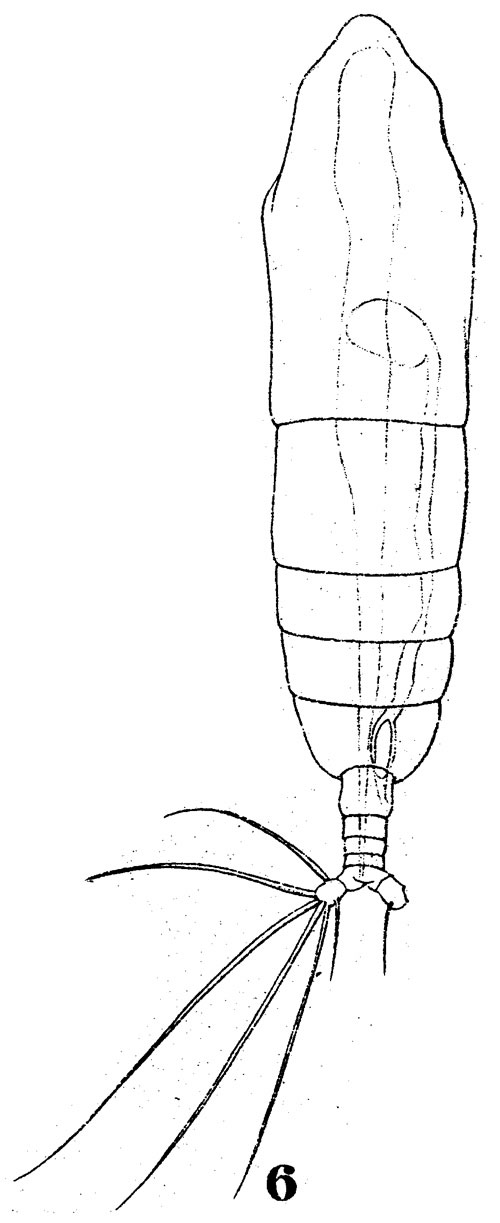 Species Haloptilus mucronatus - Plate 8 of morphological figures
