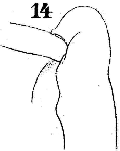 Espce Haloptilus mucronatus - Planche 9 de figures morphologiques