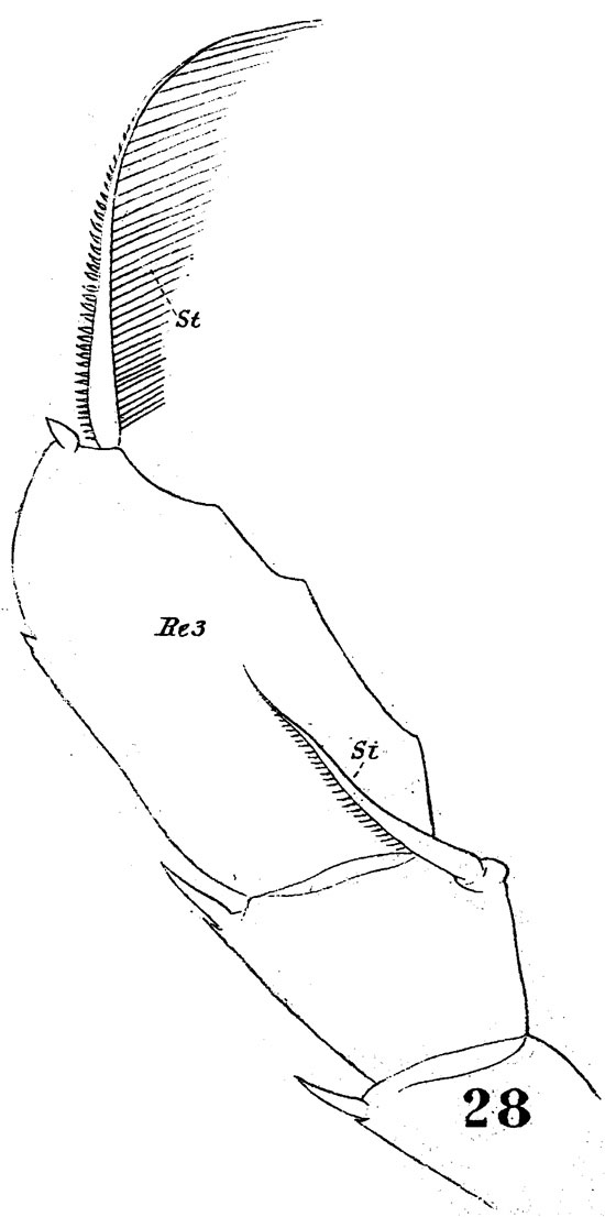 Espèce Augaptilus megalurus - Planche 4 de figures morphologiques
