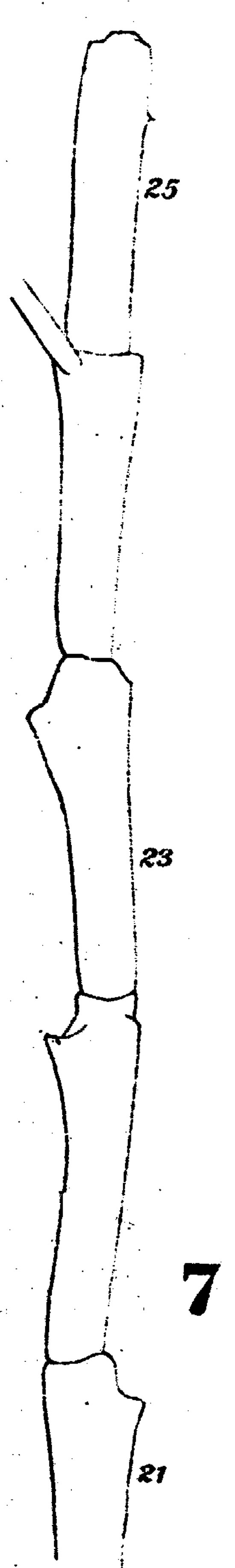 Espèce Augaptilus megalurus - Planche 3 de figures morphologiques