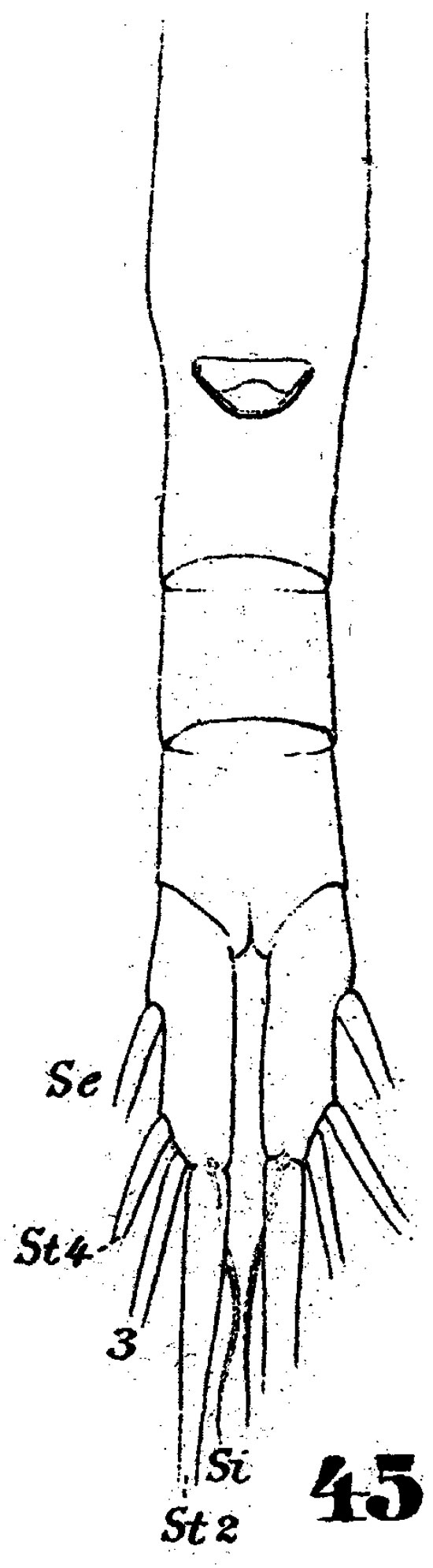 Espce Euaugaptilus hecticus - Planche 4 de figures morphologiques