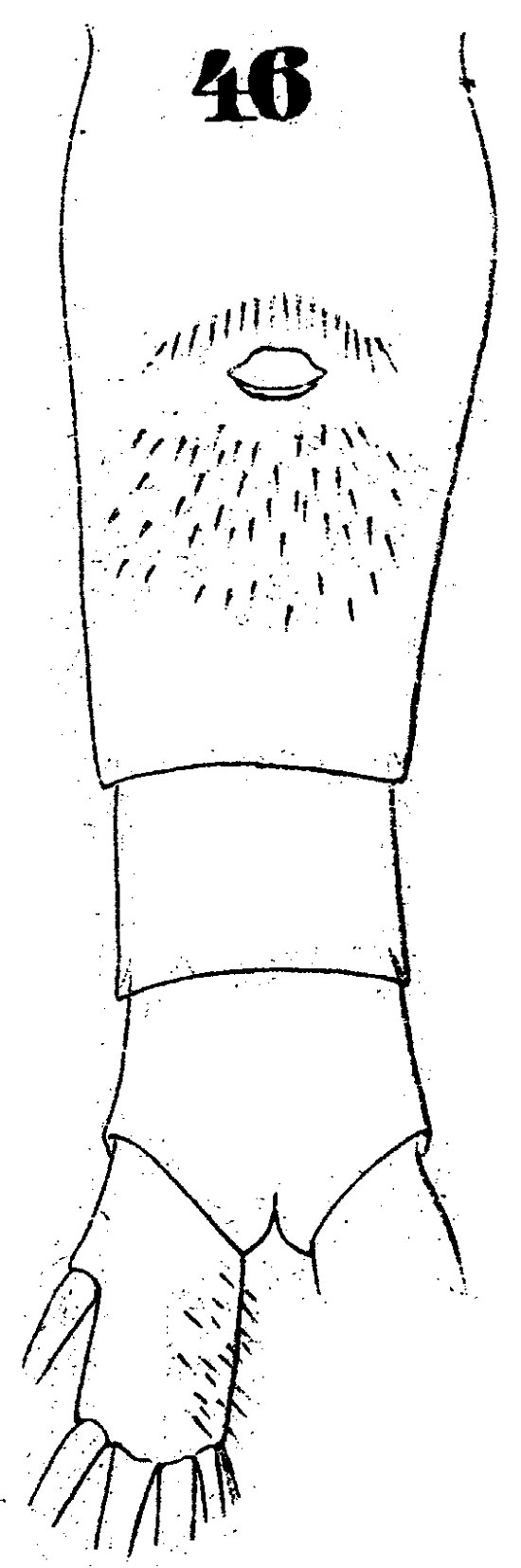 Espce Euaugaptilus bullifer - Planche 7 de figures morphologiques