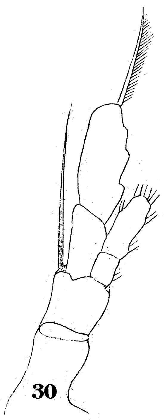 Espce Euaugaptilus hecticus - Planche 5 de figures morphologiques