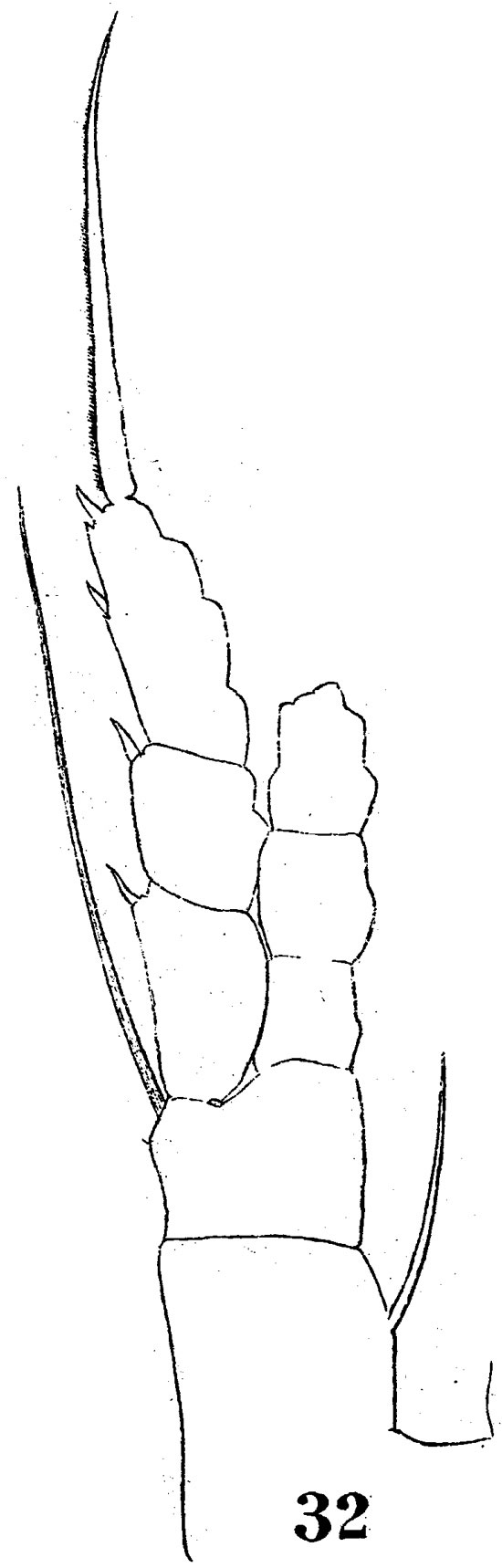 Espèce Euaugaptilus palumbii - Planche 7 de figures morphologiques