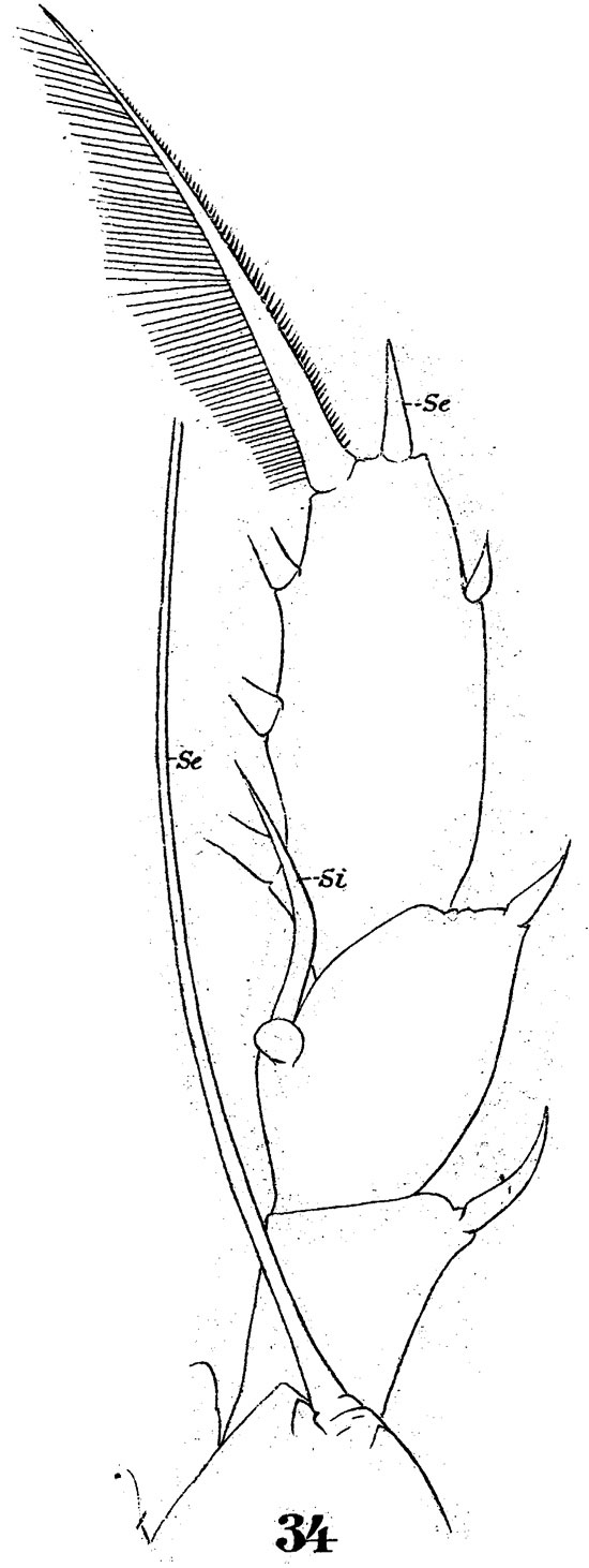 Espèce Euaugaptilus filigerus - Planche 7 de figures morphologiques
