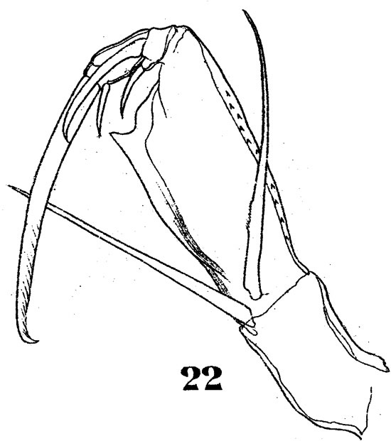 Species Corycaeus (Urocorycaeus) furcifer - Plate 4 of morphological figures