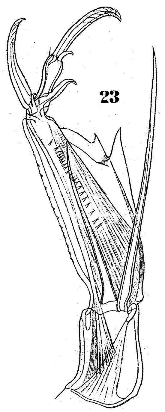 Espèce Corycaeus (Urocorycaeus) furcifer - Planche 5 de figures morphologiques