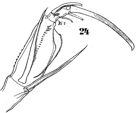 Espèce Corycaeus (Agetus) typicus - Planche 6 de figures morphologiques