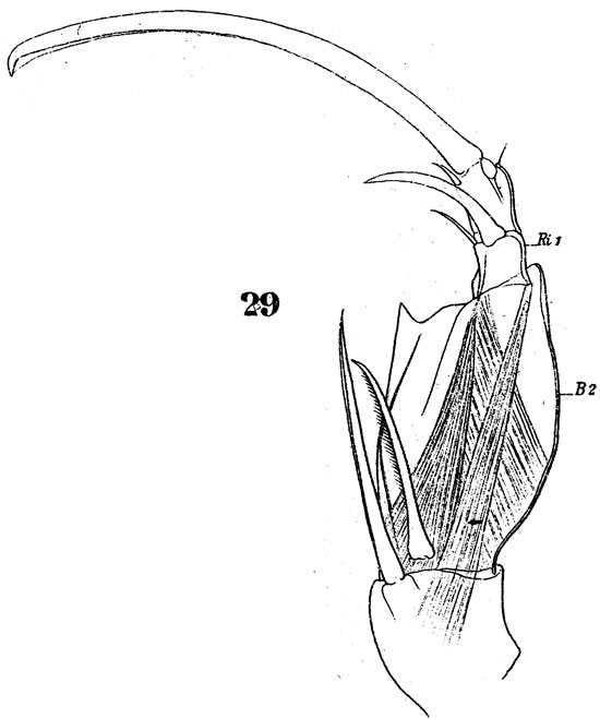 Species Corycaeus (Onychocorycaeus) catus - Plate 3 of morphological figures