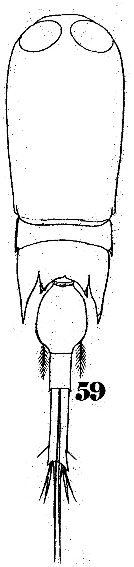 Espèce Corycaeus (Corycaeus) crassiusculus - Planche 7 de figures morphologiques