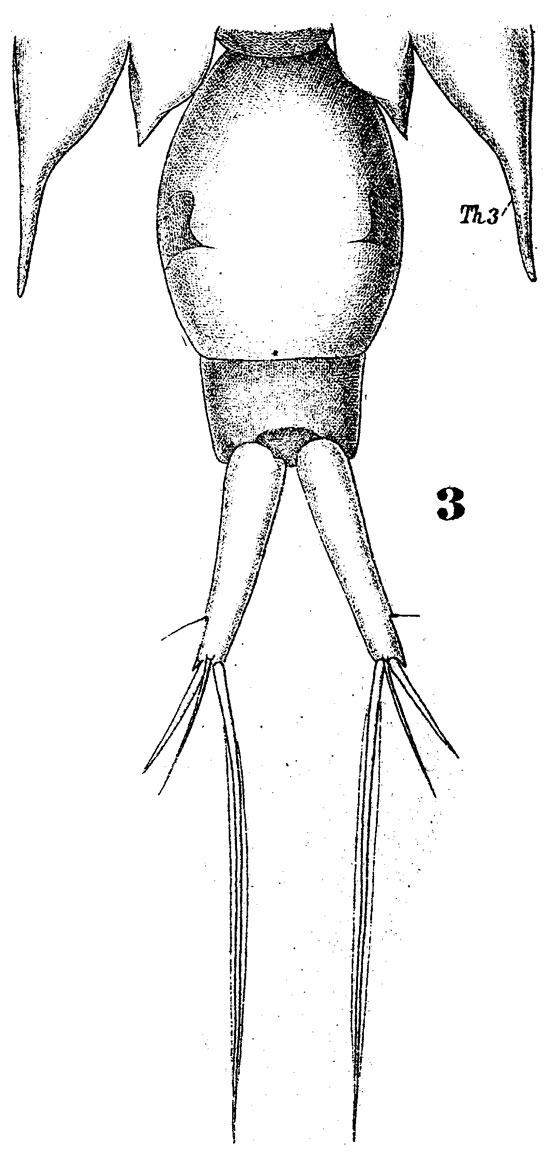 Espèce Corycaeus (Onychocorycaeus) latus - Planche 5 de figures morphologiques
