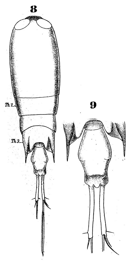 Espèce Corycaeus (Agetus) typicus - Planche 7 de figures morphologiques