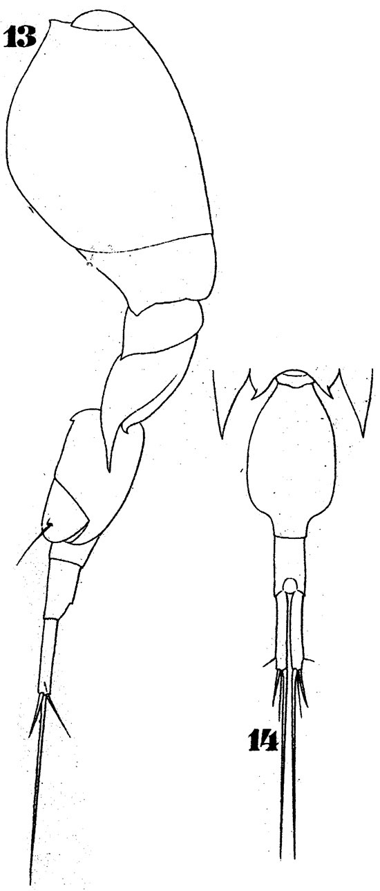 Species Corycaeus (Onychocorycaeus) catus - Plate 6 of morphological figures