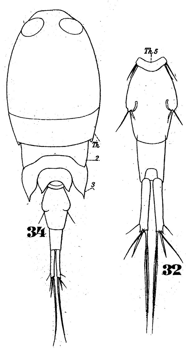 Espèce Corycaeus (Onychocorycaeus) giesbrechti - Planche 6 de figures morphologiques