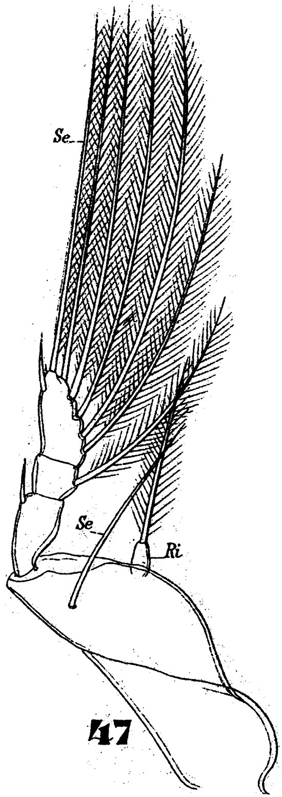 Espèce Corycaeus (Onychocorycaeus) giesbrechti - Planche 8 de figures morphologiques