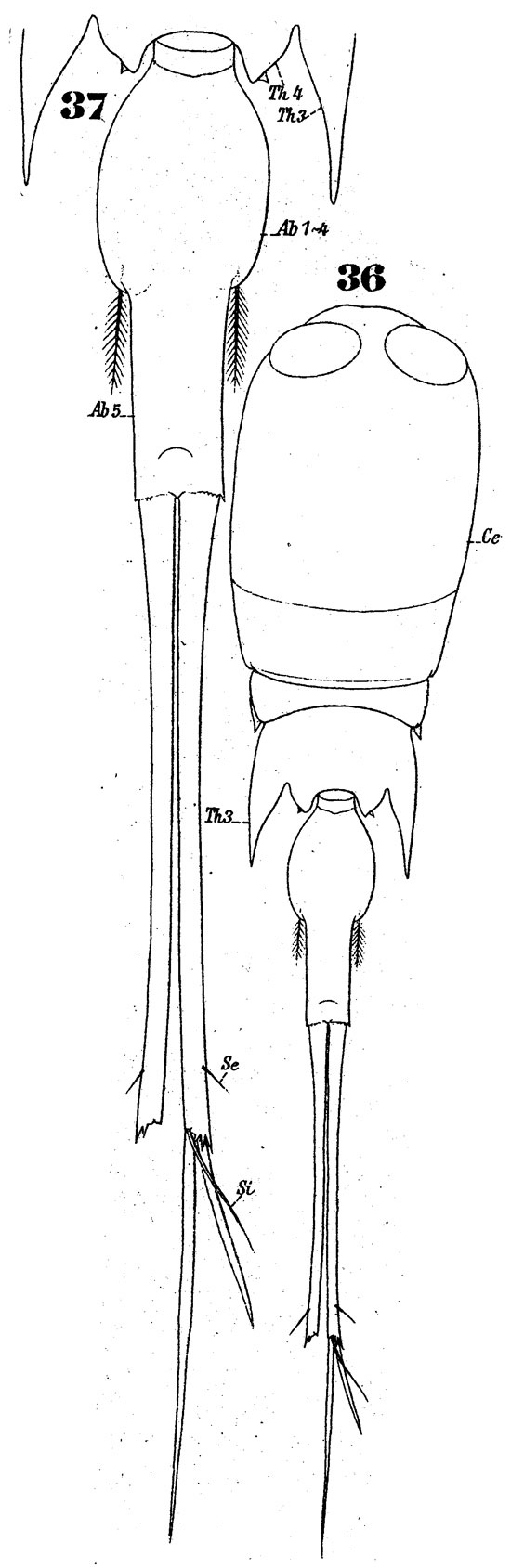 Espce Corycaeus (Urocorycaeus) longistylis - Planche 3 de figures morphologiques
