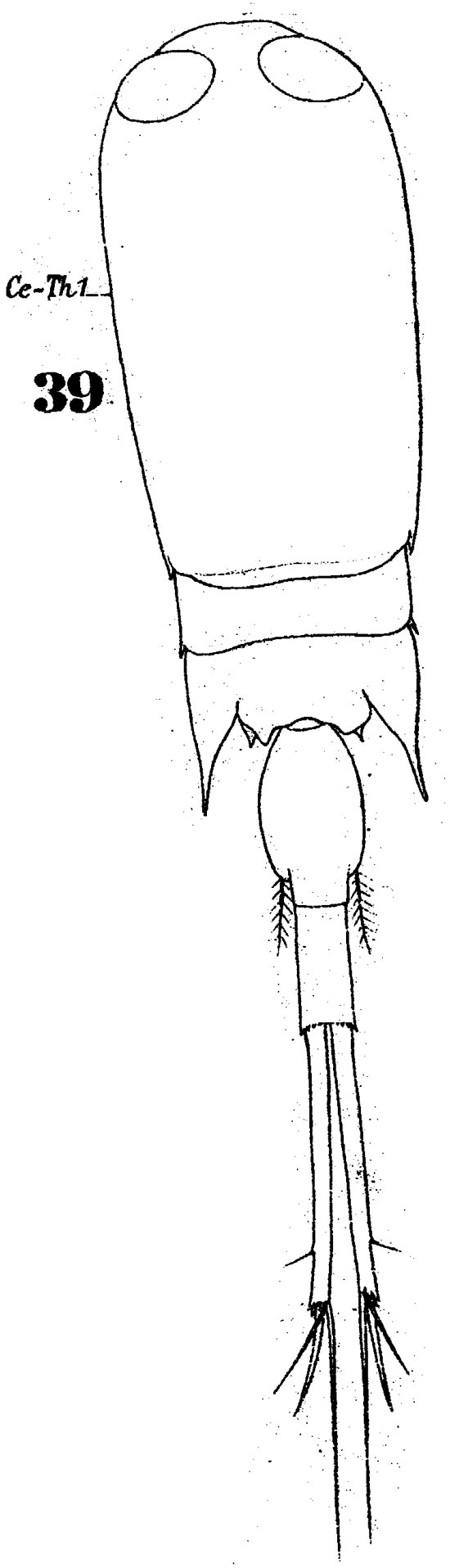 Species Corycaeus (Corycaeus) speciosus - Plate 6 of morphological figures