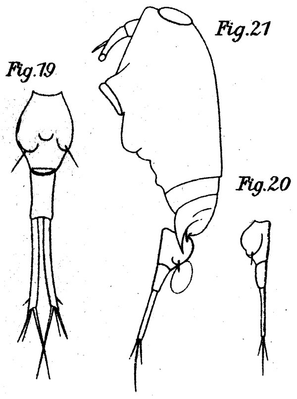 Espèce Corycaeus (Ditrichocorycaeus) tenuis - Planche 2 de figures morphologiques
