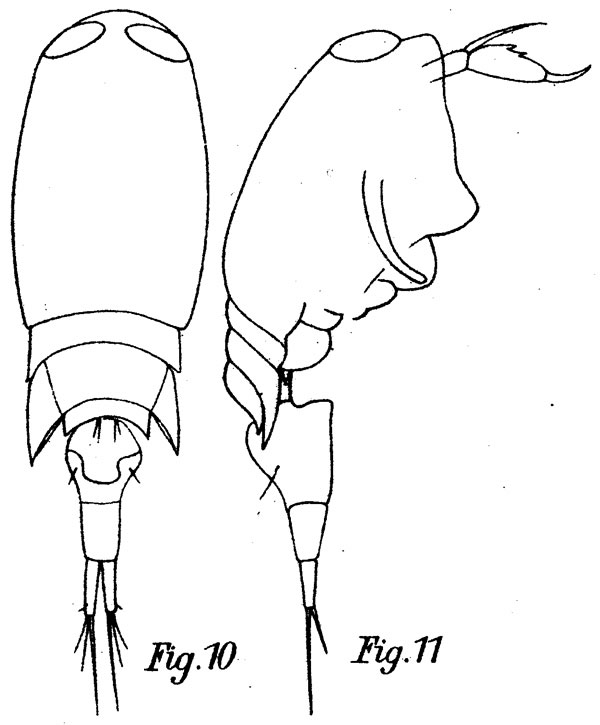 Species Corycaeus (Ditrichocorycaeus) andrewsi - Plate 3 of morphological figures