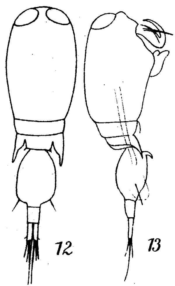 Species Corycaeus (Ditrichocorycaeus) andrewsi - Plate 6 of morphological figures