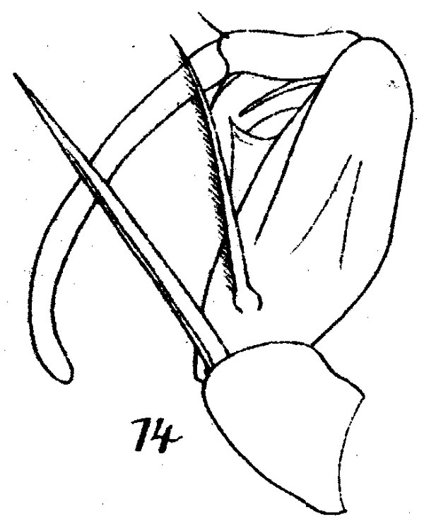 Espce Corycaeus (Ditrichocorycaeus) andrewsi - Planche 7 de figures morphologiques