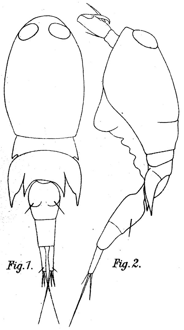 Species Corycaeus (Ditrichocorycaeus) asiaticus - Plate 4 of morphological figures