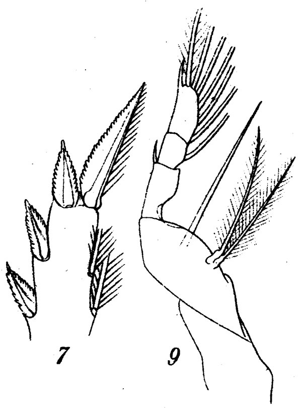 Species Corycaeus (Ditrichocorycaeus) asiaticus - Plate 9 of morphological figures