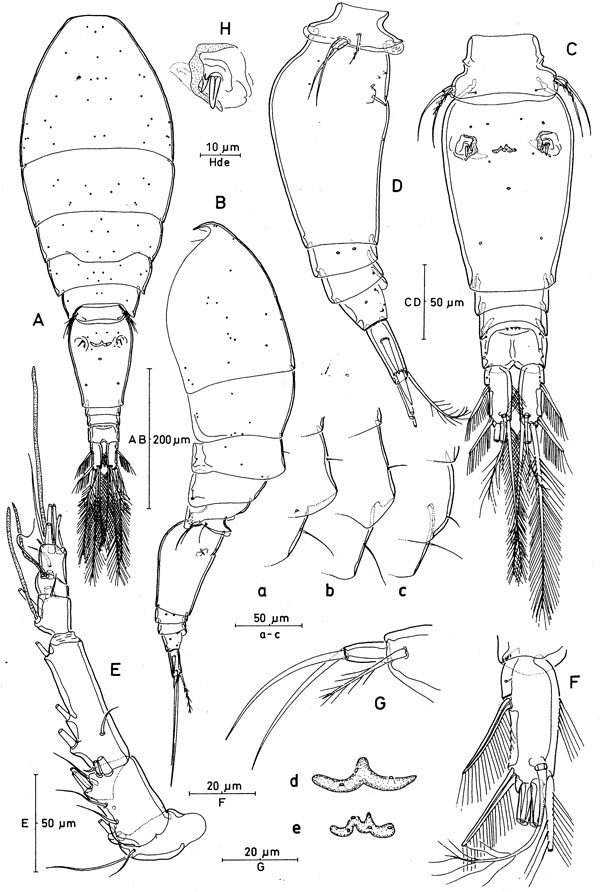 Espèce Oncaea paraclevei - Planche 1 de figures morphologiques