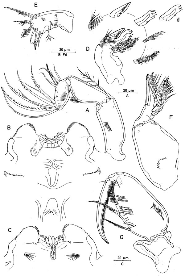 Espèce Oncaea paraclevei - Planche 2 de figures morphologiques