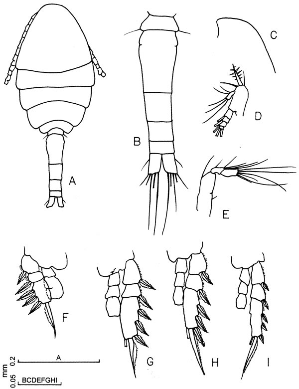 Espce Oithona sp. - Planche 1 de figures morphologiques