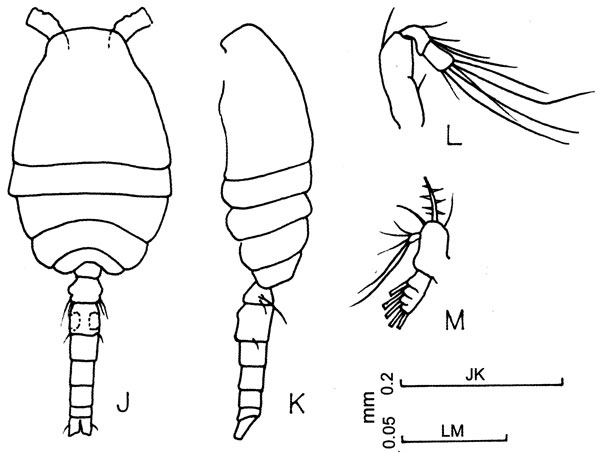 Espce Oithona sp. - Planche 2 de figures morphologiques