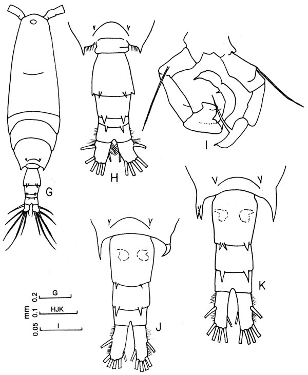Espèce Acartia (Odontacartia) ohtsukai - Planche 4 de figures morphologiques