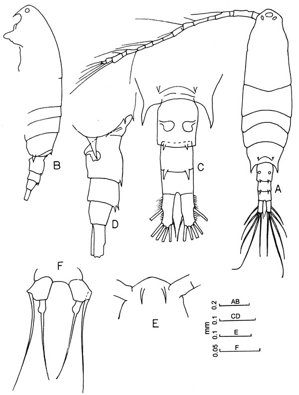 Espèce Acartia (Odontacartia) ohtsukai - Planche 3 de figures morphologiques
