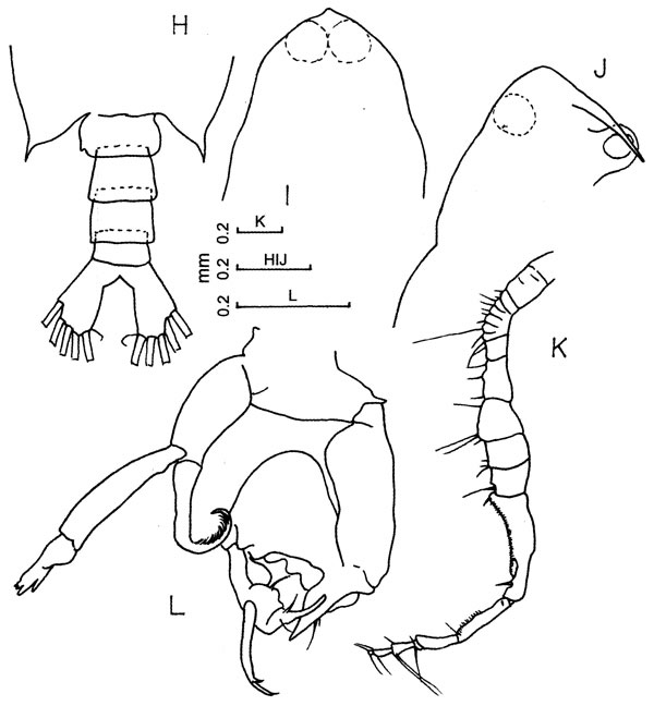Espce Labidocera sp. - Planche 2 de figures morphologiques