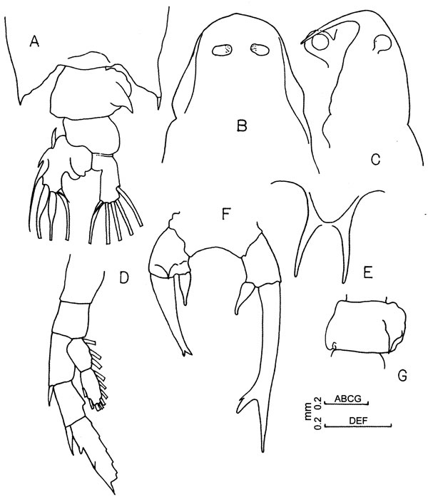 Espce Labidocera sp. - Planche 1 de figures morphologiques