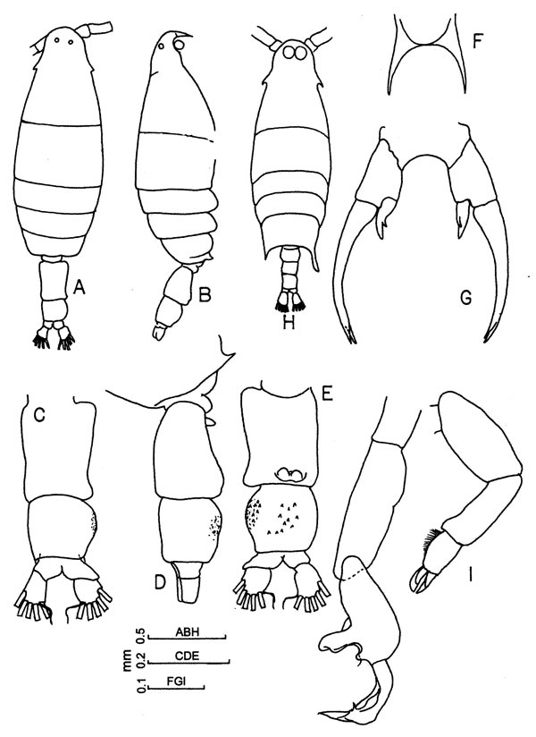 Species Labidocera minuta - Plate 9 of morphological figures