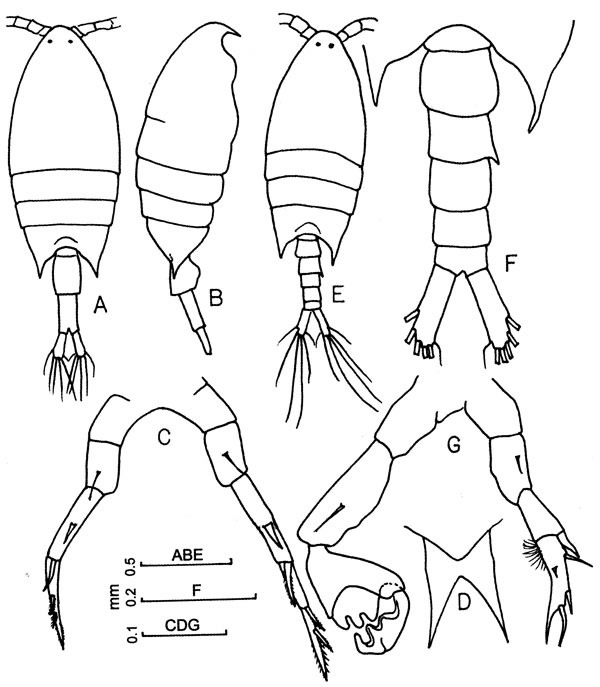 Espèce Calanopia elliptica - Planche 4 de figures morphologiques